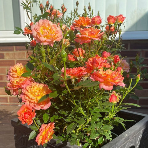Orange and pink rose plant in a dark pot with multiple open blooms