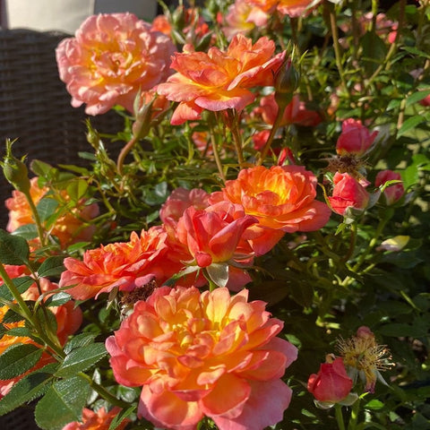 Orange-pink rose plant with clustered blooms and fresh buds in a pot