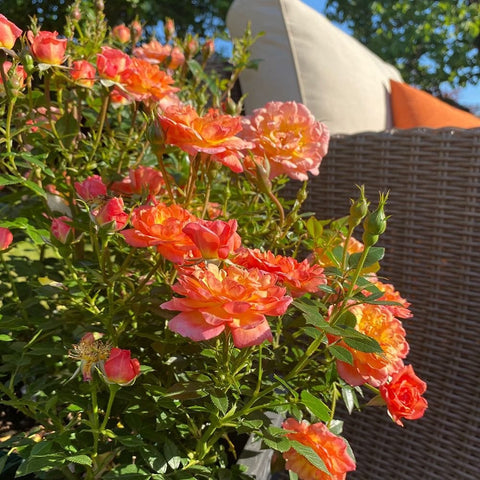 Orange rose blooms on a leafy rose plant in a woven planter pot