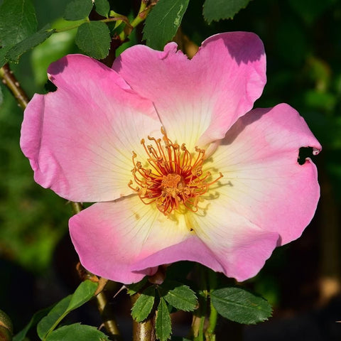 Pink and white rose bloom with yellow stamens and green leaves on stems