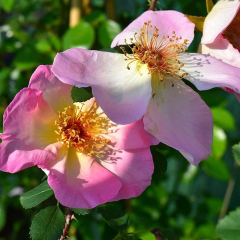 Two pink rose flowers with yellow centers, speckled petals, and green foliage