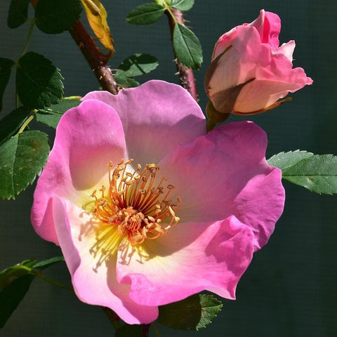 Large pink rose bloom with yellow center on green leafy branches