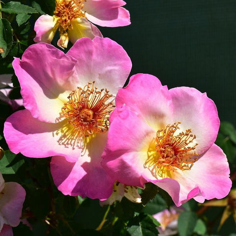 Cluster of three pink-and-white rose flowers with yellow centers and leaves