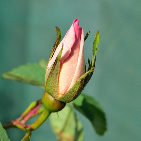 Tight rose bud cluster with green sepals and pink petals