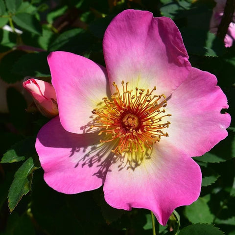 Single bright pink rose bloom with yellow stamens and surrounding green leaves