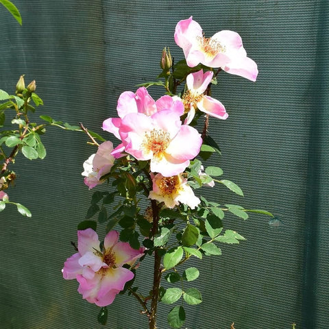 Branch of pale pink roses and buds with green leaves
