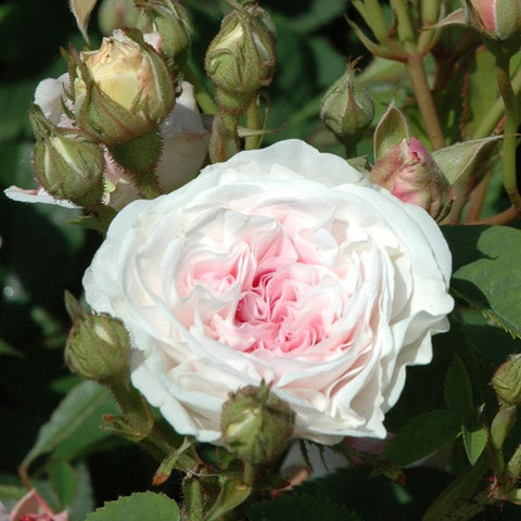 Felicite Parmentier rose flower, creamy white petals with pink center and buds