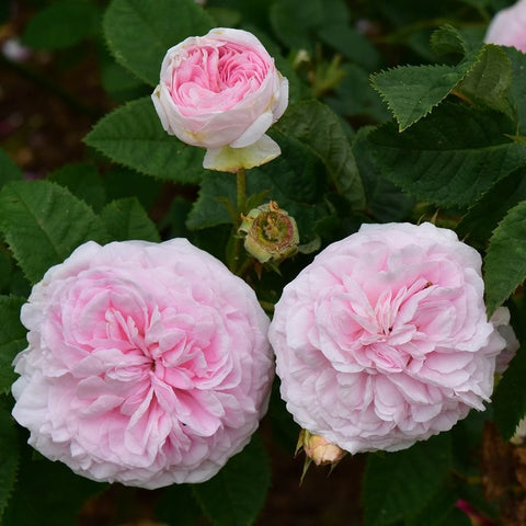 Felicite Parmentier rose flowers, pale pink double blooms with rose buds and leaves