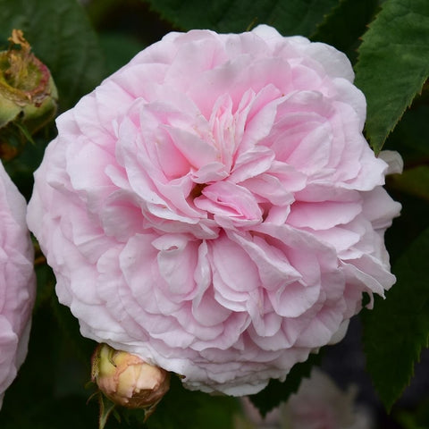 Felicite Parmentier rose flower close-up, pale pink double petals with green foliage