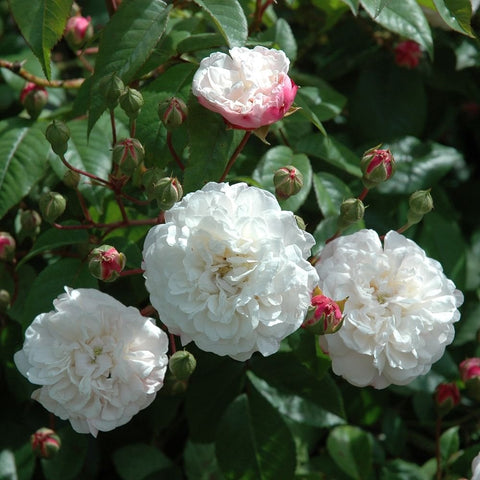 Rose plant with white double blooms and green leaves, plus pink-red bud clusters