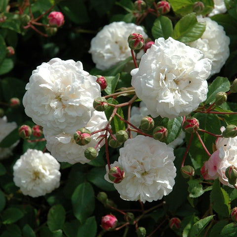 White double rose blooms on stems with red-pink buds and glossy green leaves