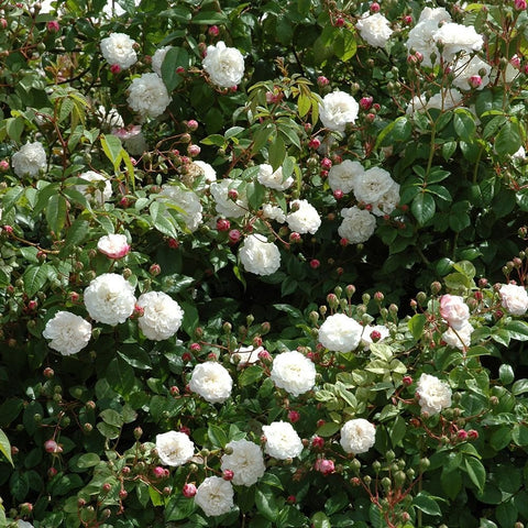 Rose bush covered in white double flowers with green leaves and small red buds