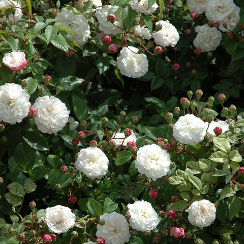 Rose bush with white double blooms, dark green leaves, and red-pink flower buds