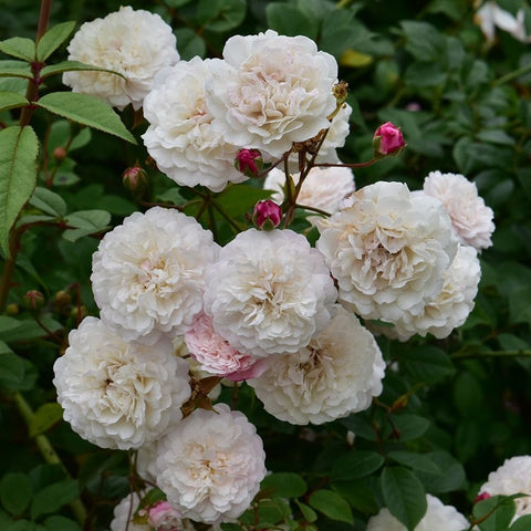 Cluster of white double roses with soft pink centers and green foliage