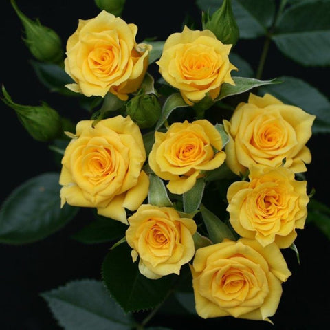 Bouquet of yellow double roses with green foliage and bud tips