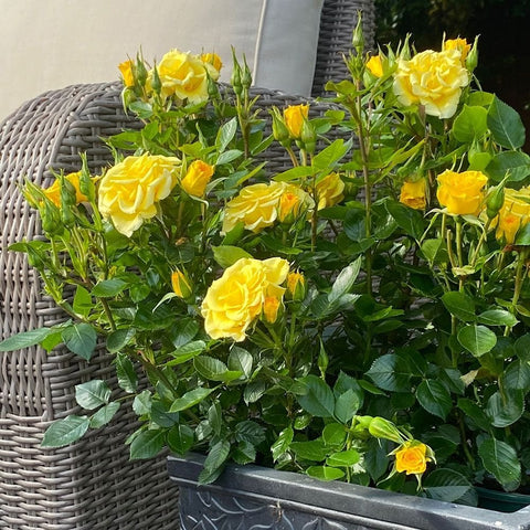 Potted yellow rose plant in a dark gray textured planter with green leaves