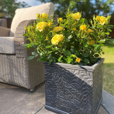 Yellow rose plant in a rectangular dark gray embossed planter with dense green leaves