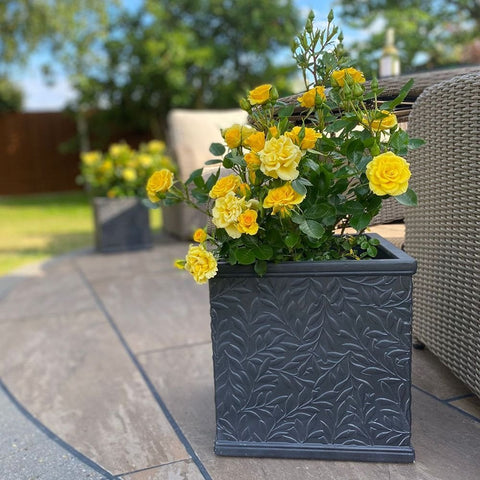 Yellow rose plant in a dark gray embossed planter with green stems and buds