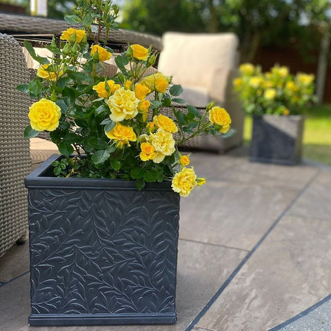 Yellow rose plant in a dark gray textured planter with multiple blossoms and leaves