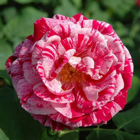 Double rose bloom with white petals and red-pink stripes, yellow center