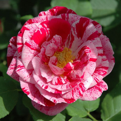 Rose bloom with red and white speckled petals, ruffled center and yellow throat