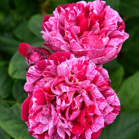 Double rose flowers in pink and red stripes on green stems