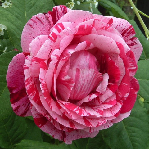 White rose petals with bold red stripes, full rosette bloom