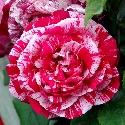 Red and white speckled rose bloom with tightly layered petals