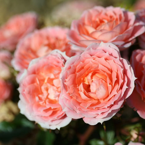 Peach-pink rose flowers cluster with layered petals