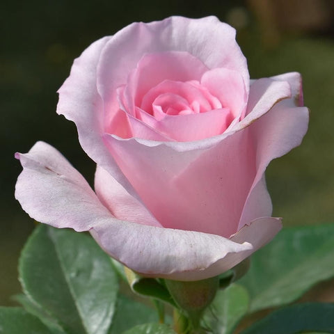 Light pink rose bloom with layered petals and green leaves, close-up