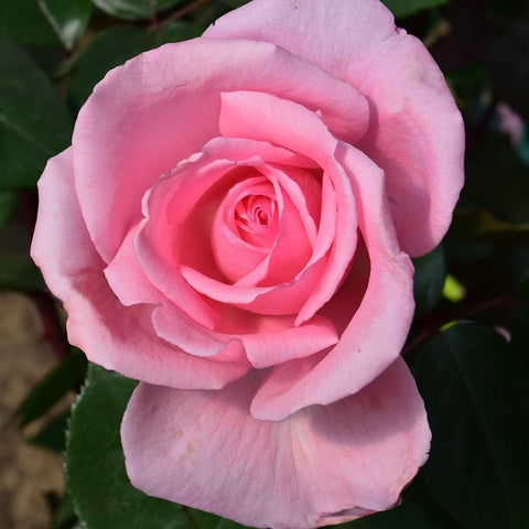 Pink rose bloom with tightly layered petals and green foliage, close-up