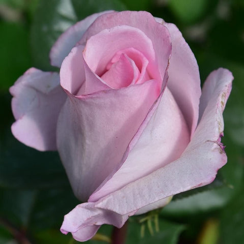 Pale pink rose bloom and bud on a stem with green leaves, side view
