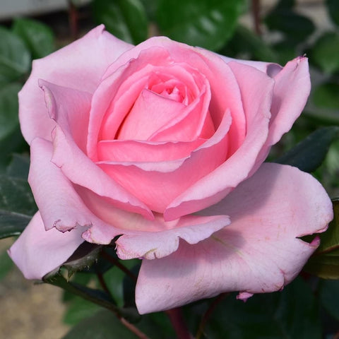 Soft pink rose bloom with curled petals and surrounding green leaves