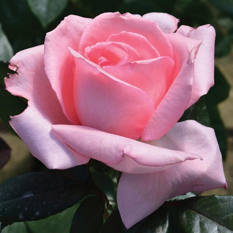 Large pale pink rose flower with layered petals and dark green leaves