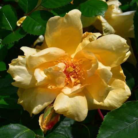 Yellow rose blossoms with ruffled petals and red-orange center, surrounded by green leaves