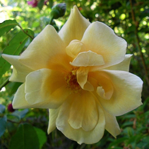 Pale yellow rose bloom with layered petals and bright center, with green foliage nearby