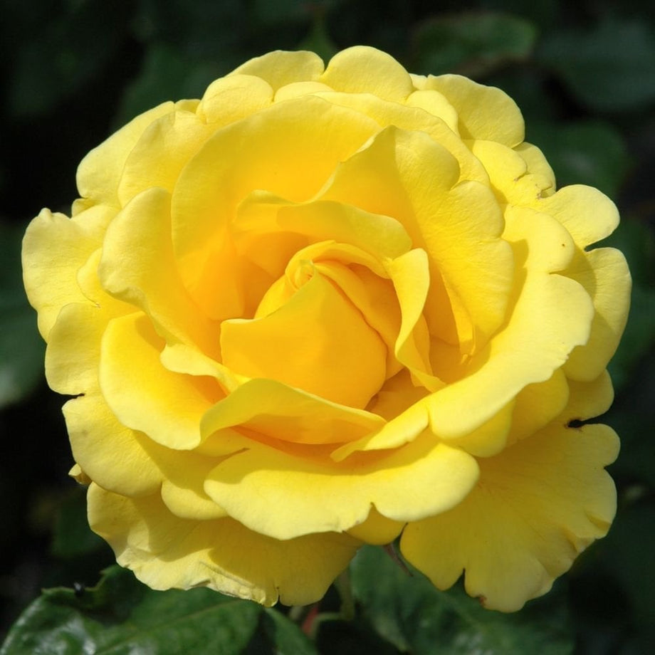 Freedom – Peter Beales Roses