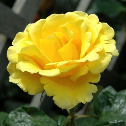 Yellow double rose flower head with ruffled petals and dark green foliage
