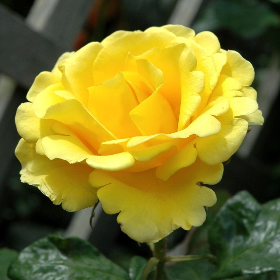 Freedom – Peter Beales Roses