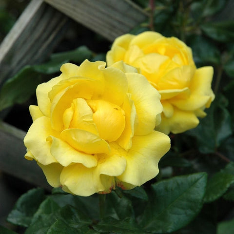Yellow double rose blossoms with overlapping petals and glossy green leaves