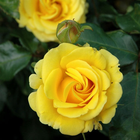 Yellow rose blossom with green sepals and layered petals on leafy stem