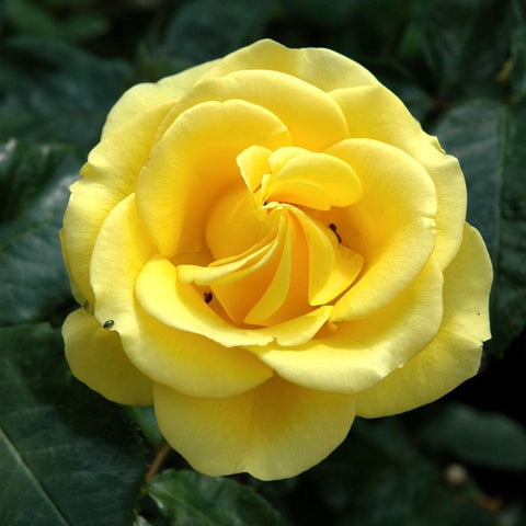 Yellow double rose flower with curled inner petals and surrounding leaves