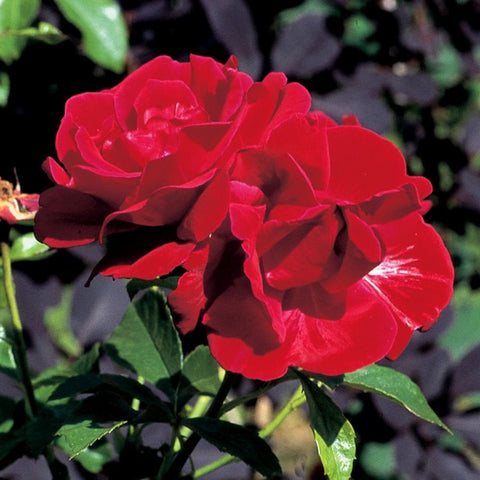 Red rose flower cluster with green leaves