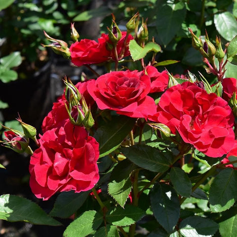 Cluster of red rose flowers and tight buds with green leaves