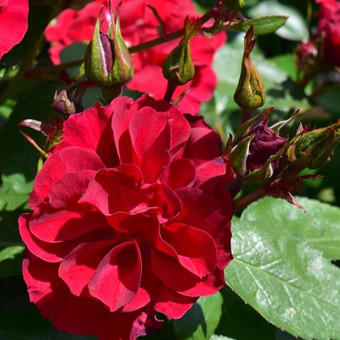 Red rose flower cluster with unopened buds on green stems