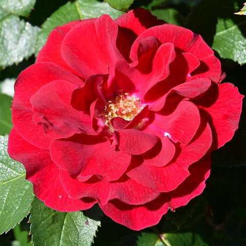 Bright red single rose bloom with ruffled petals and green leaves