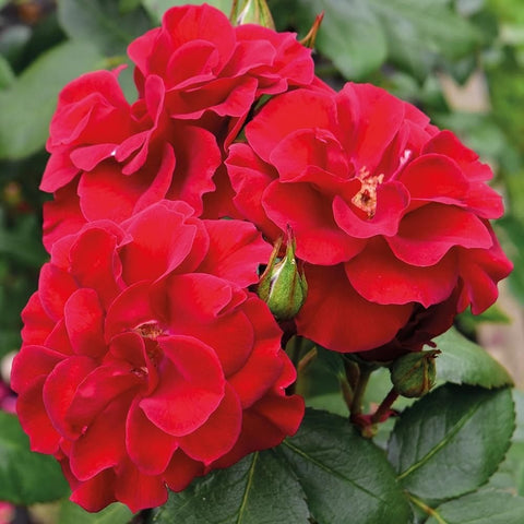 Red rose blossoms with green leaves on a rose plant