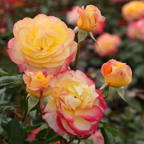 Cluster of yellow and pink rose flowers with green leaves and buds