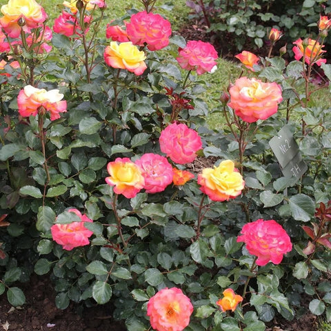Multiple yellow, pink, and orange rose plants with many blooms