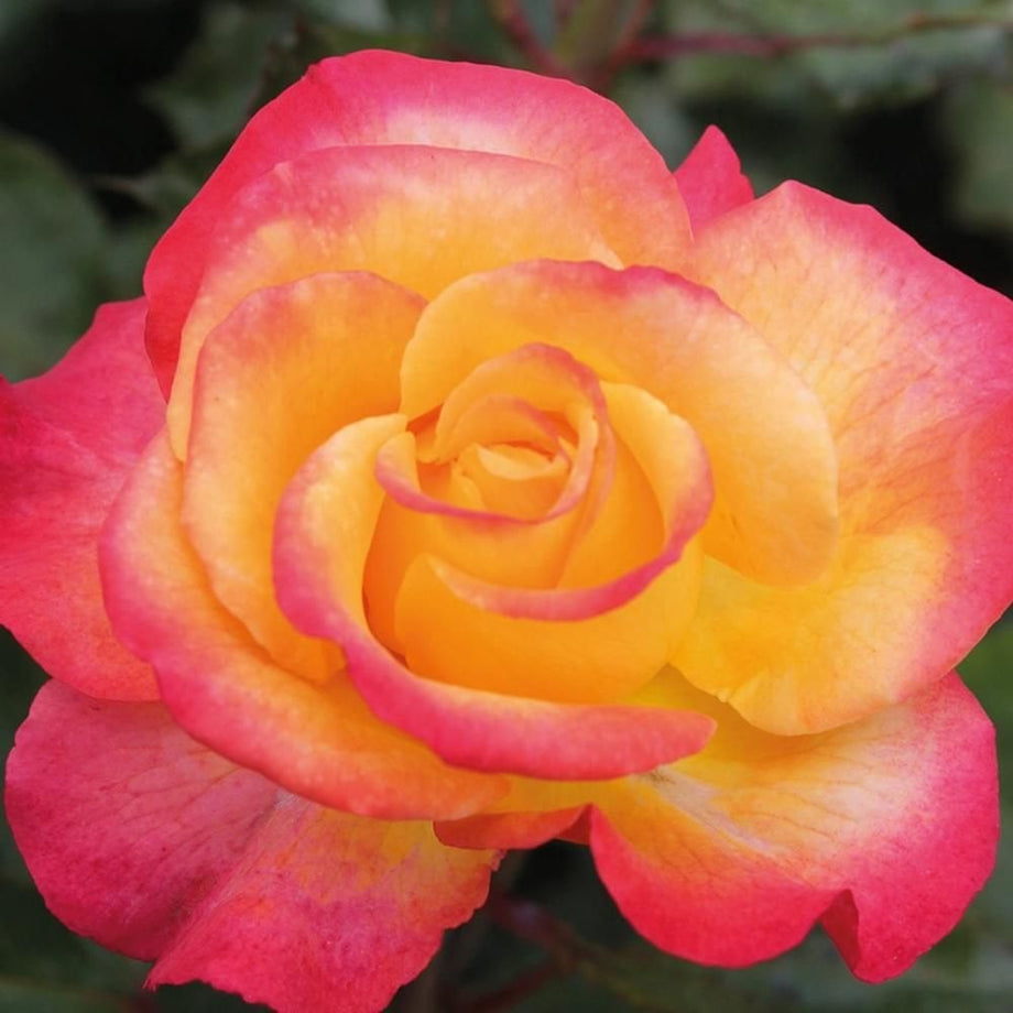 Flaming Star – Peter Beales Roses